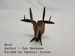 alt : Photo Origami Buck, Author : Jun Maekawa, Folded by Tatsuto Suzuki